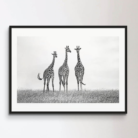 Giraffes in the Mara plains Poster