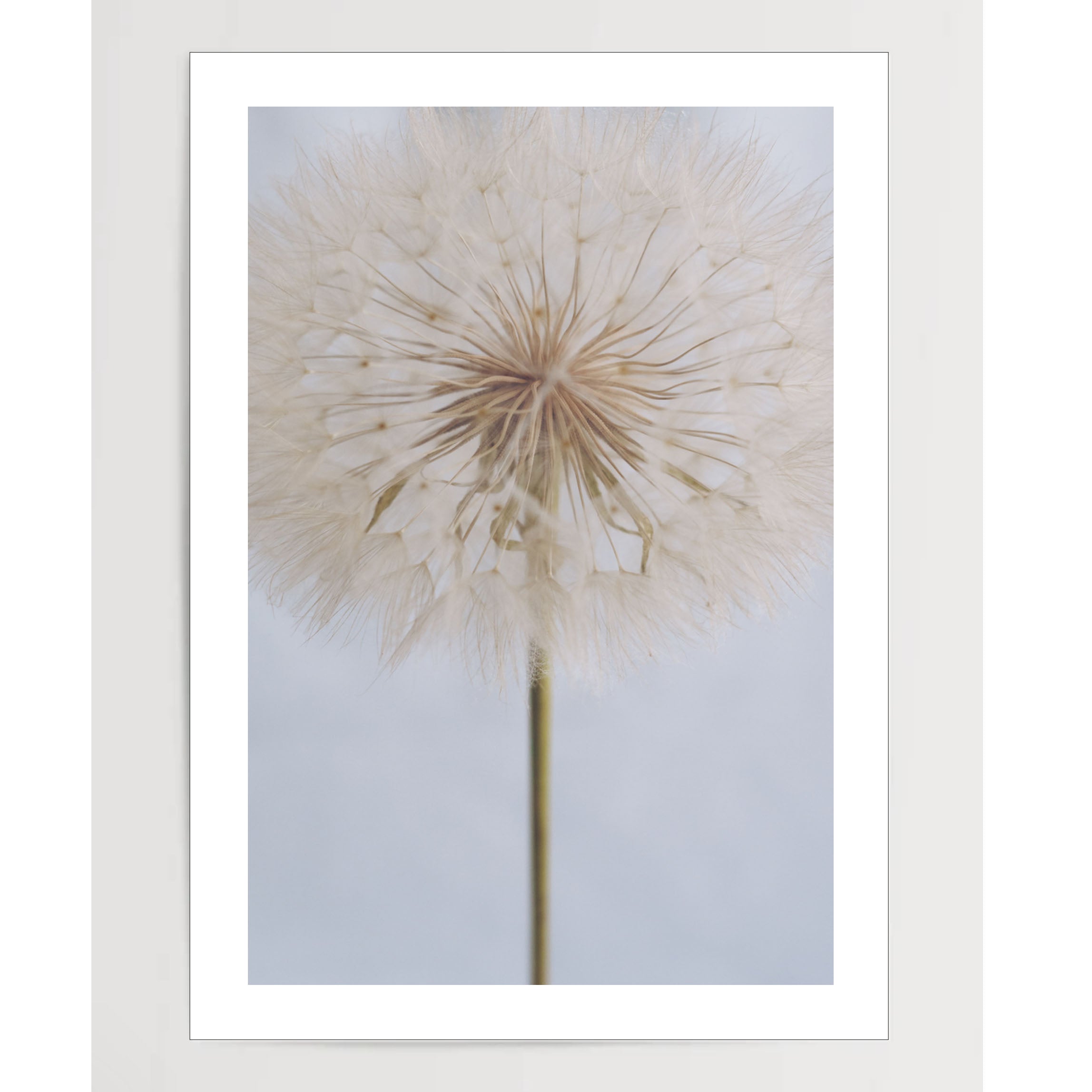 Delicate Dandelion The Wall Art Club