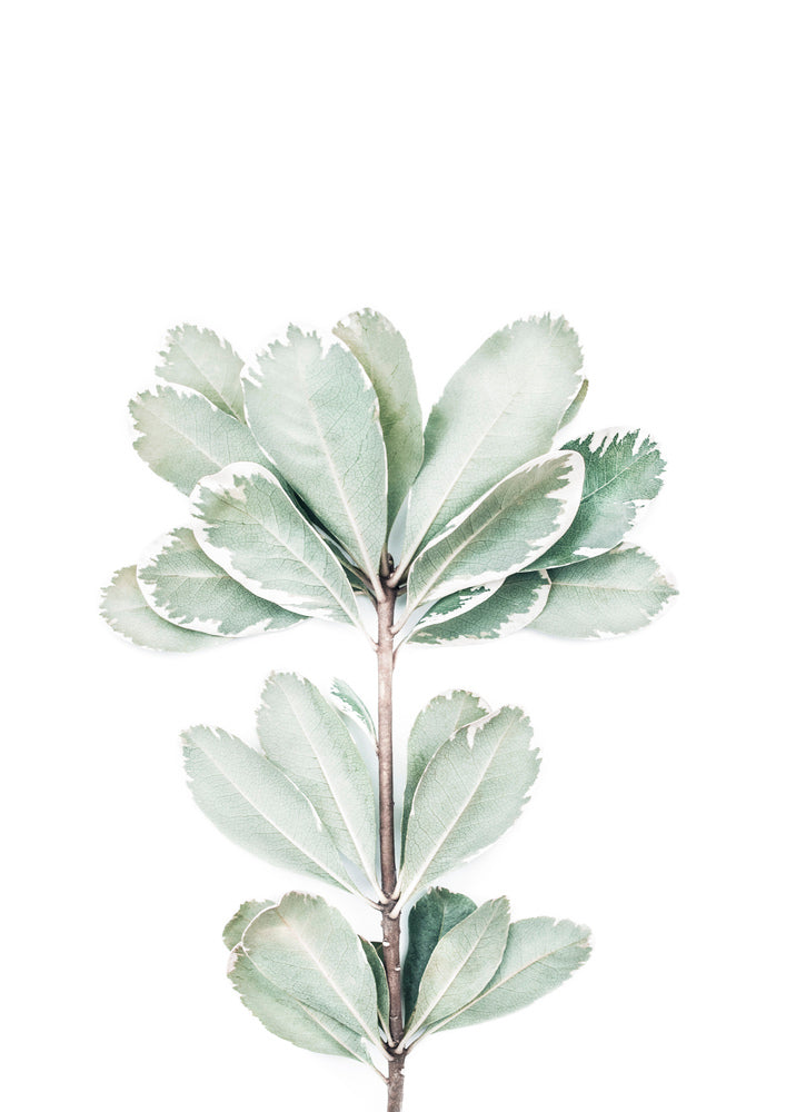 Fiddle Leaf