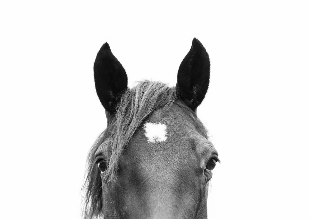 Peeking Horse