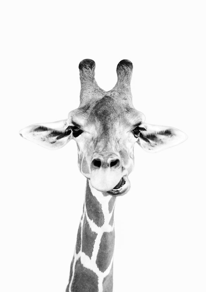 Hey Giraffe bw