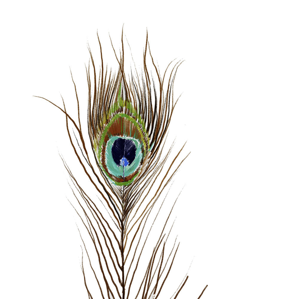 Peacock Single 2