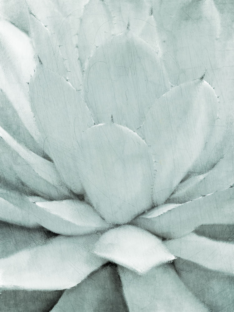 Agave 1
