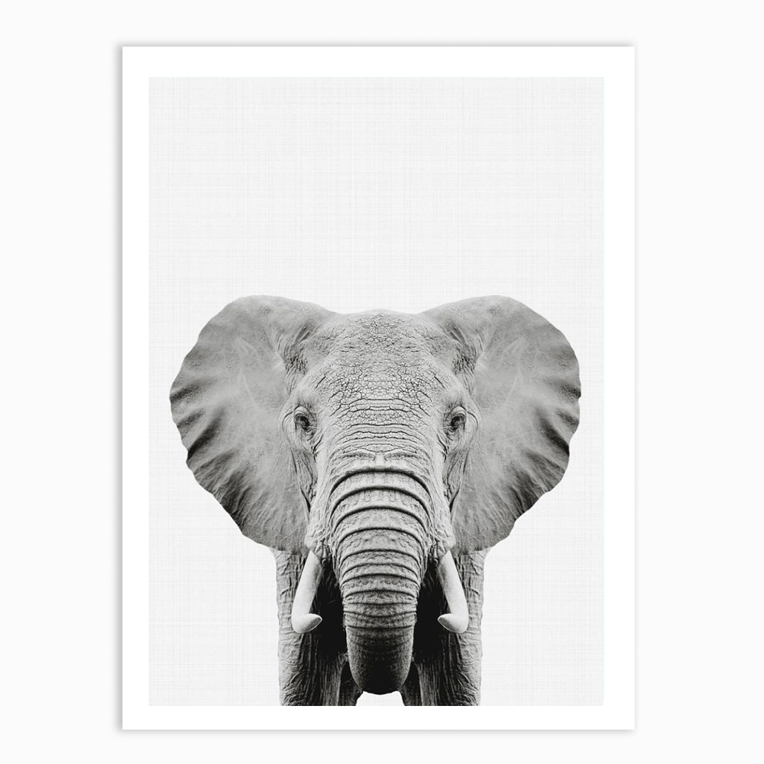 Elephant Portrait Print