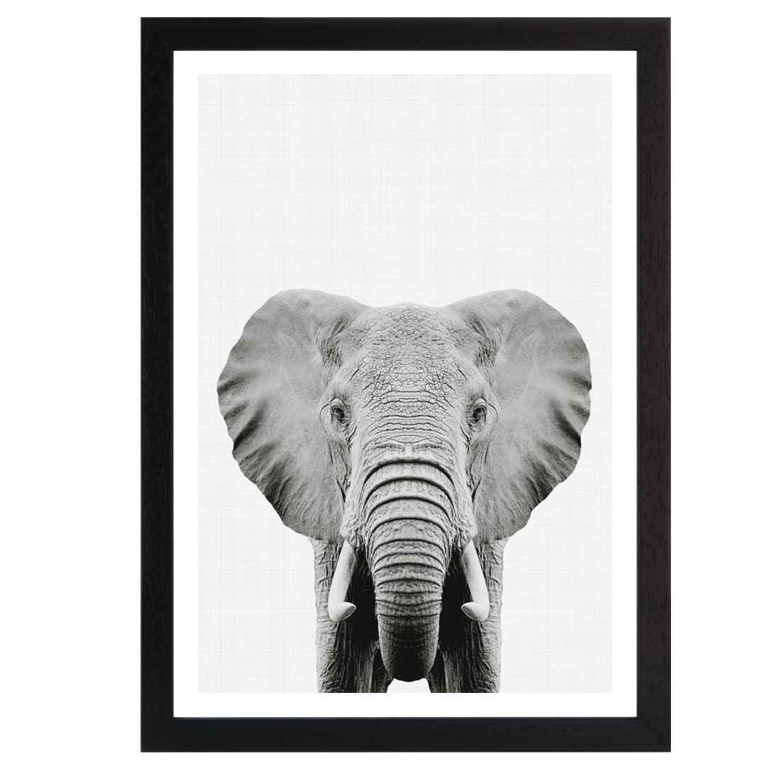 Elephant Portrait Print