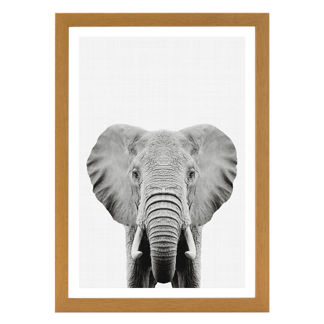Elephant Portrait Print