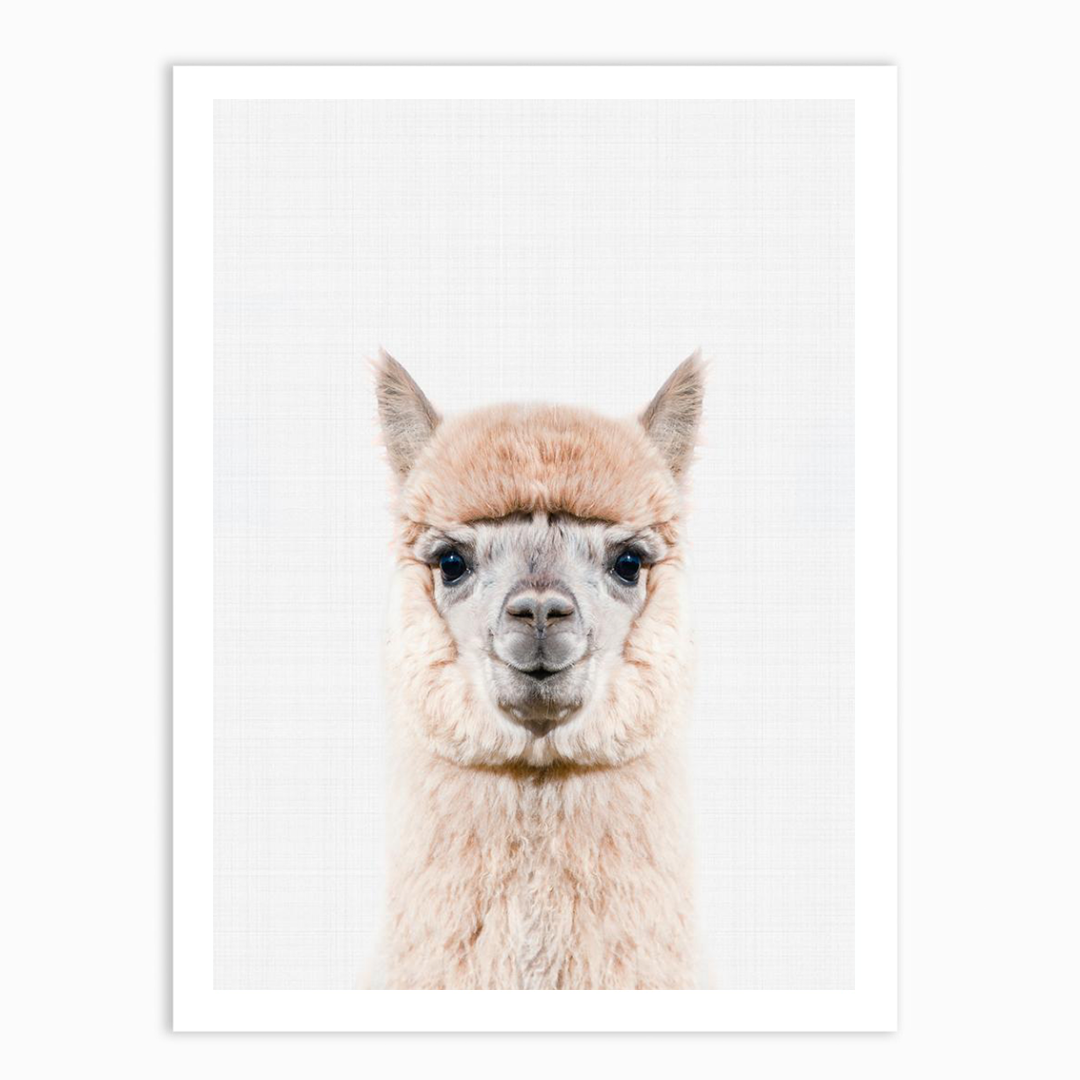 Llama Portrait Print