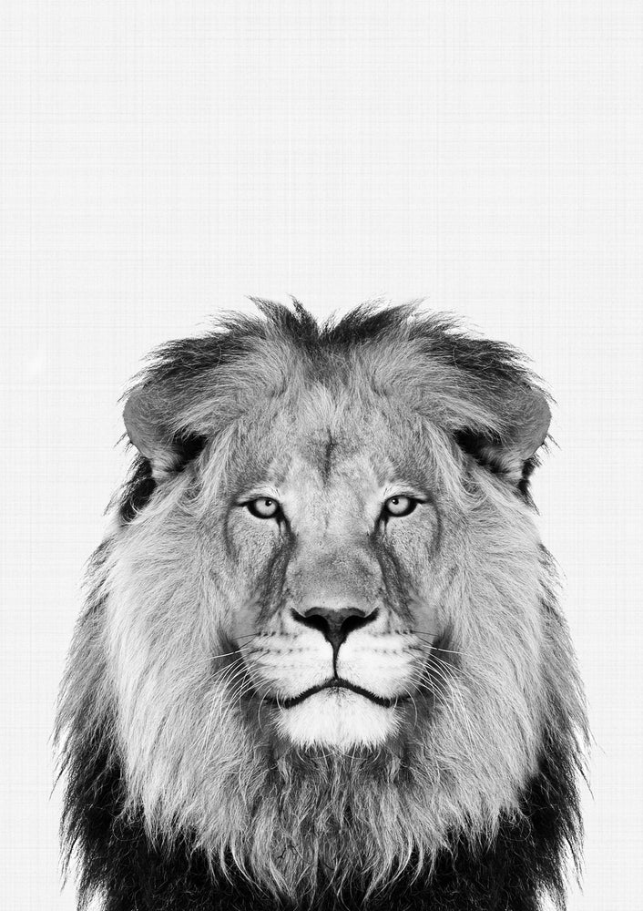 Lion Portrait Print