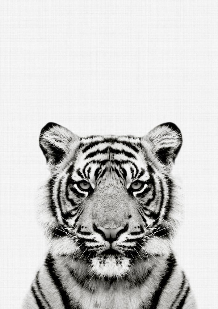 Tiger Portrait Print