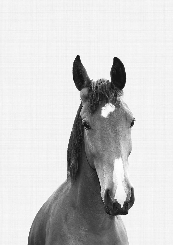Horse Portrait Print