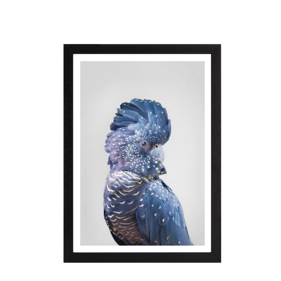 Black Cockatoo