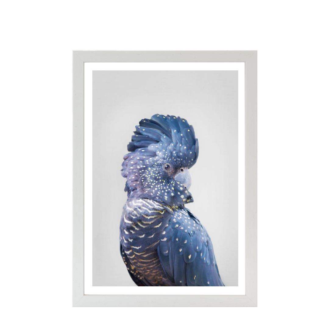Black Cockatoo