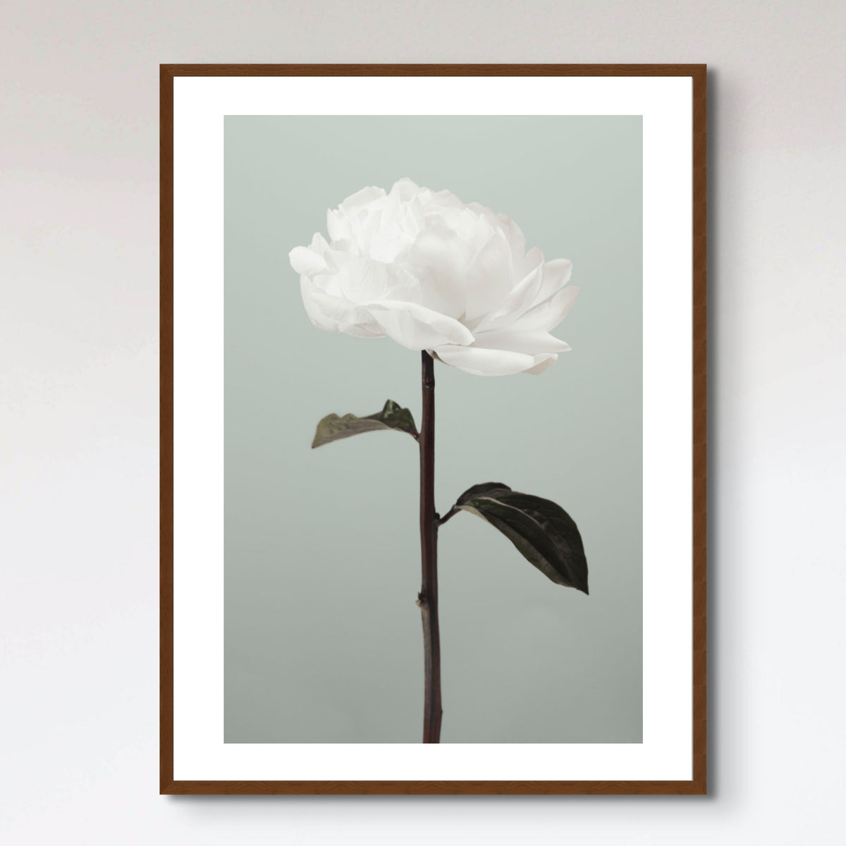 Peony 16