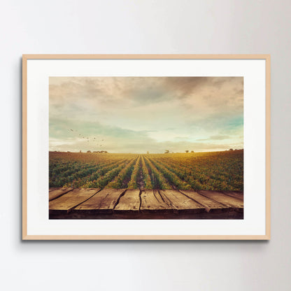 Vineyard in autumn