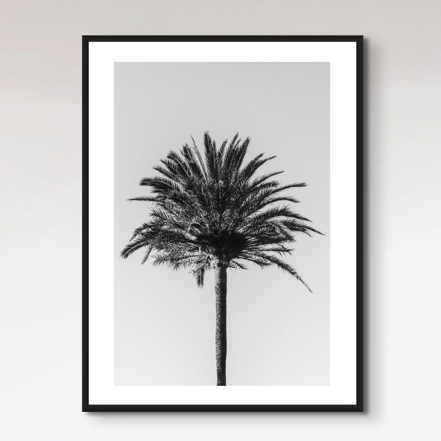 Palm_003