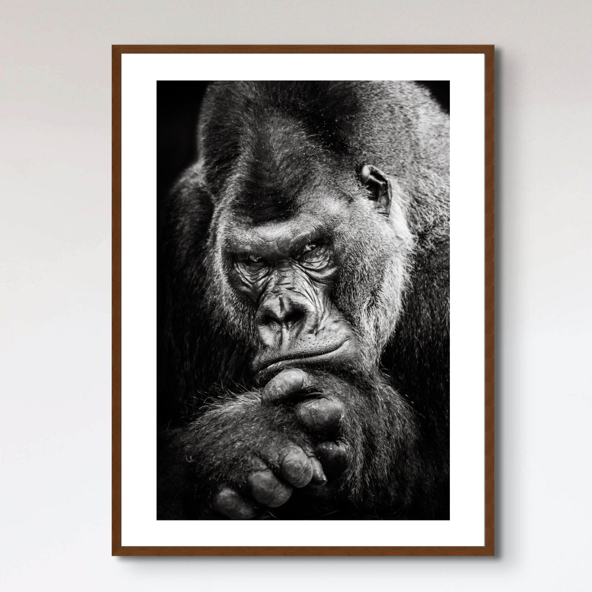 Western Lowland Gorilla BW II