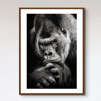 Western Lowland Gorilla BW II