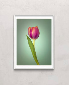 Single Tulip Flower, Side View