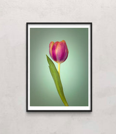 Single Tulip Flower, Side View