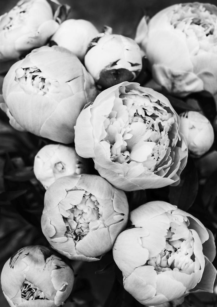 Peonies