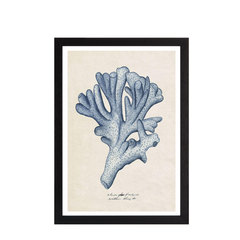 Sea Coral Study I