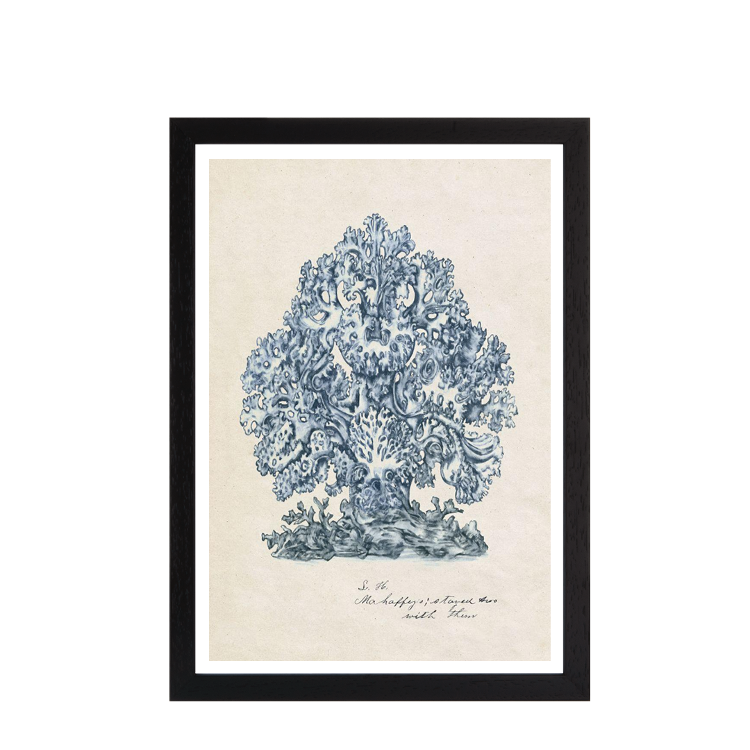 Sea Coral Study II