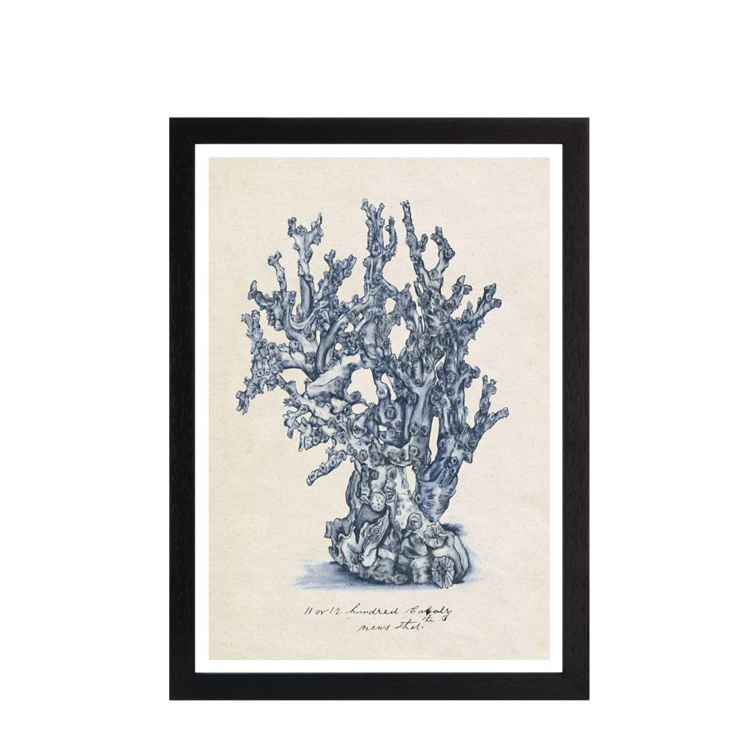 Sea Coral Study IV