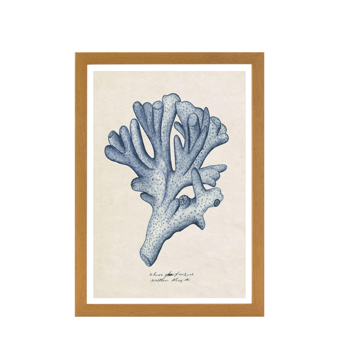 Sea Coral Study I