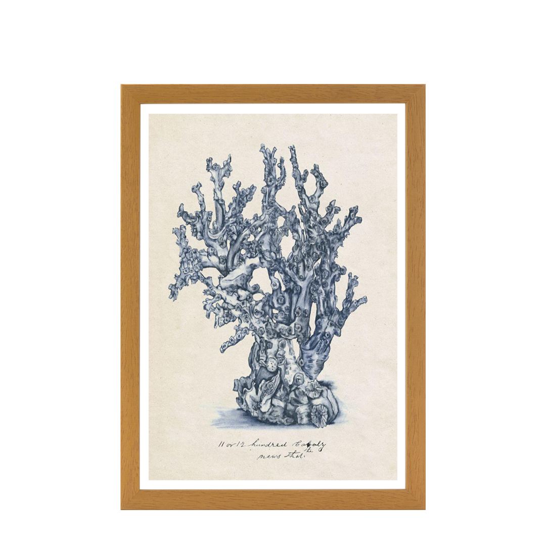Sea Coral Study IV