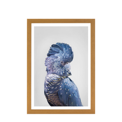 Black Cockatoo