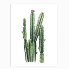 Desert Blooms II