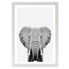 Elephant Portrait Print