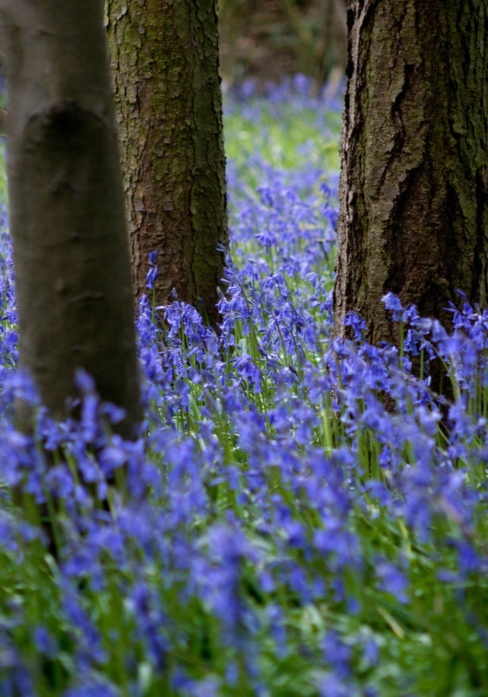 Bluebell Wood l