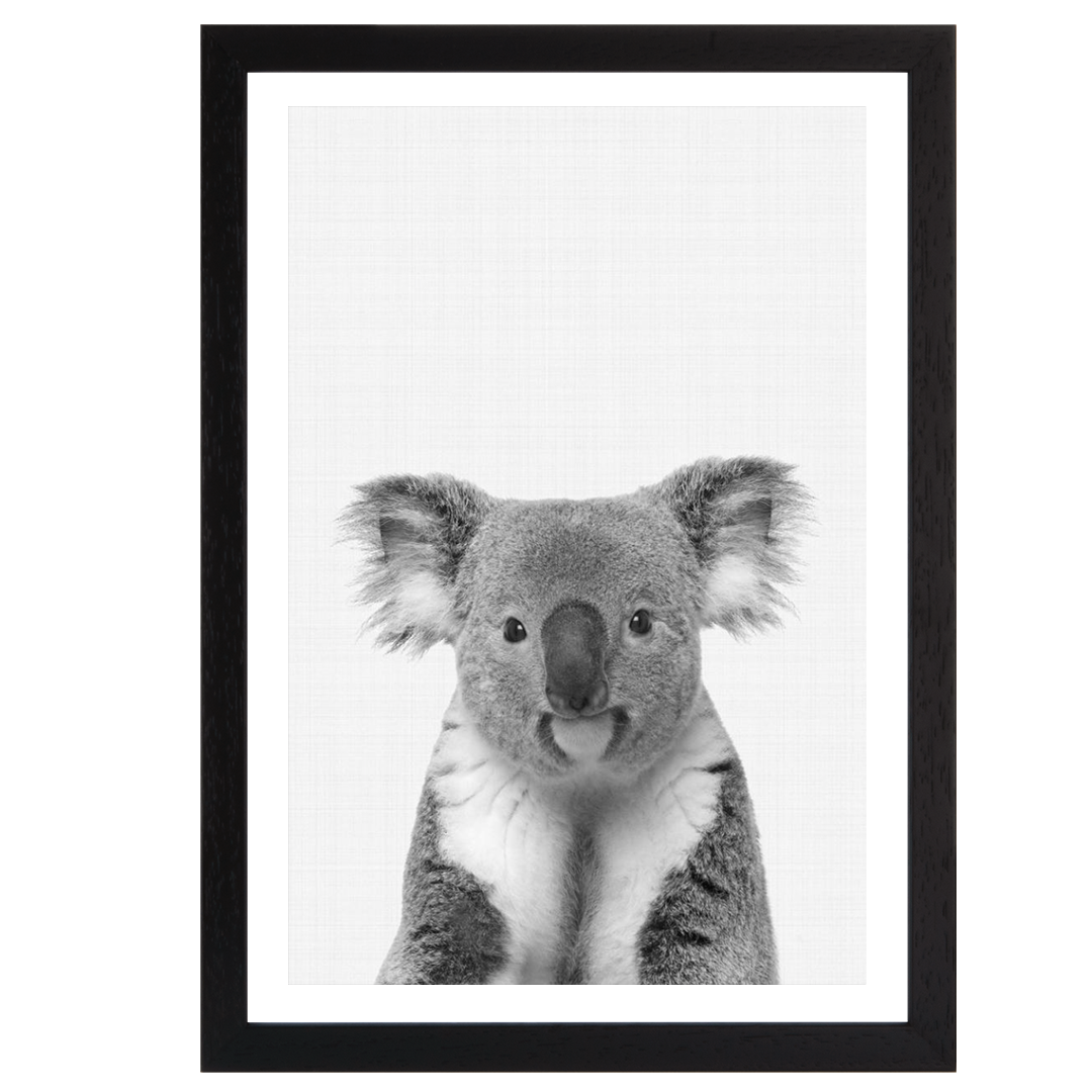 Koala Portrait B&W