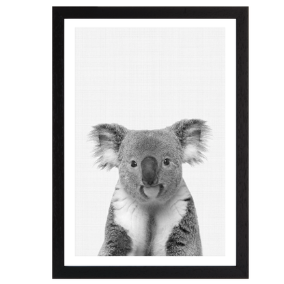 Koala Portrait B&W