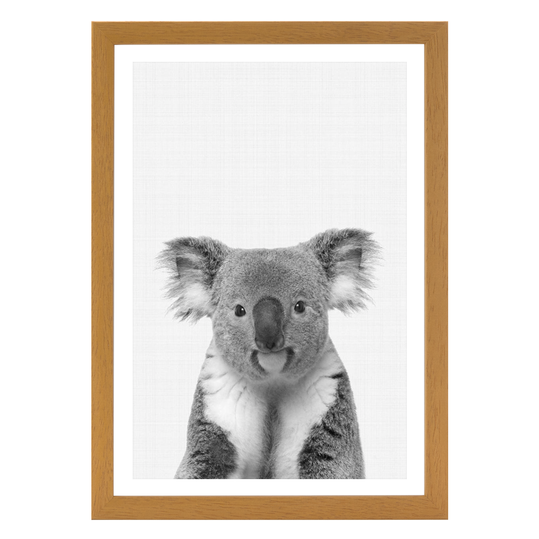 Koala Portrait B&W