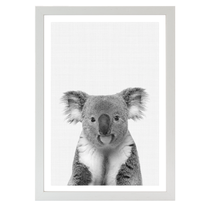 Koala Portrait B&W