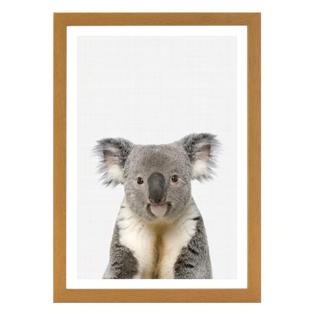 Koala Portrait