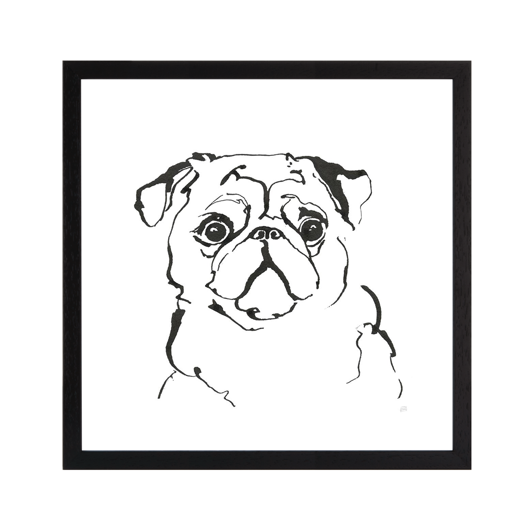 Quikr pug dog 2025