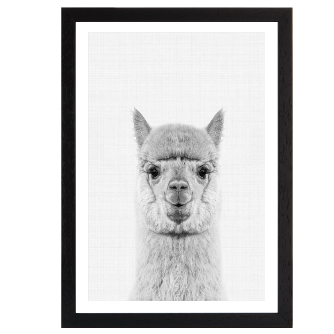 Llama Portrait Print
