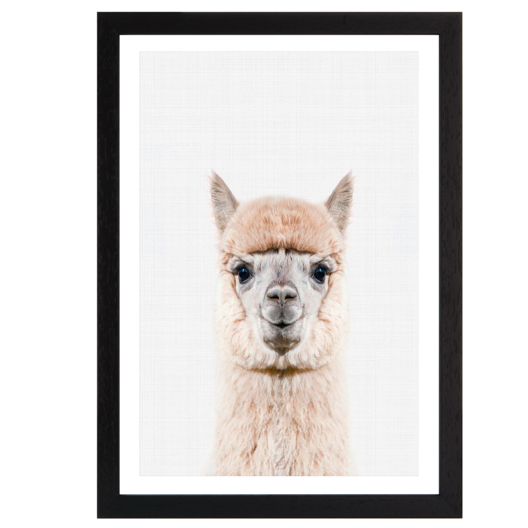 Llama Portrait Print
