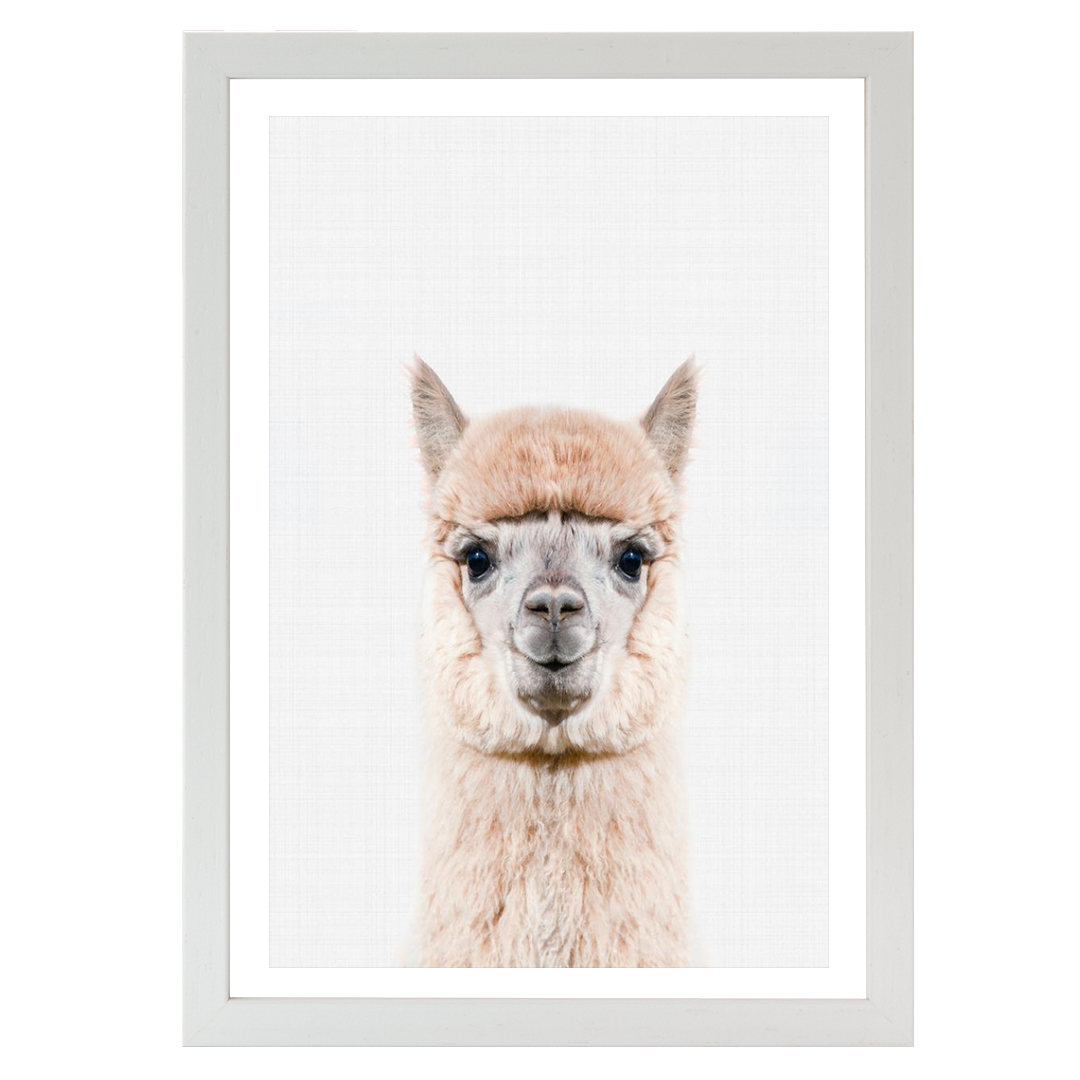 Llama Portrait Print