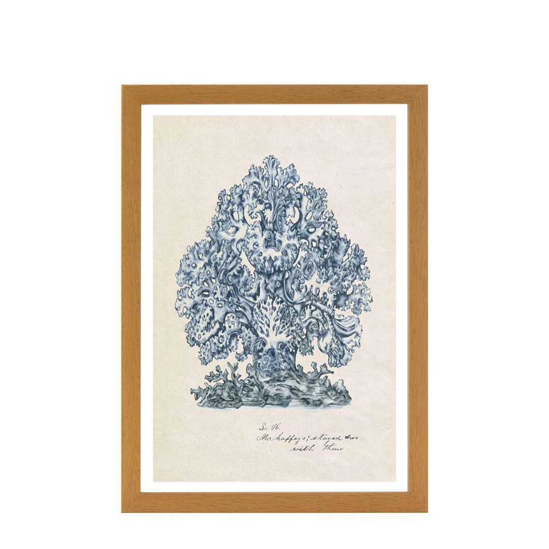 Sea Coral Study II
