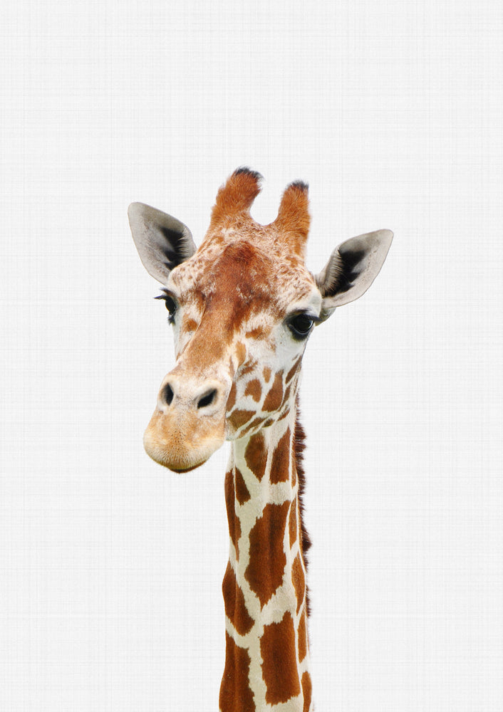 Giraffe Portrait Print