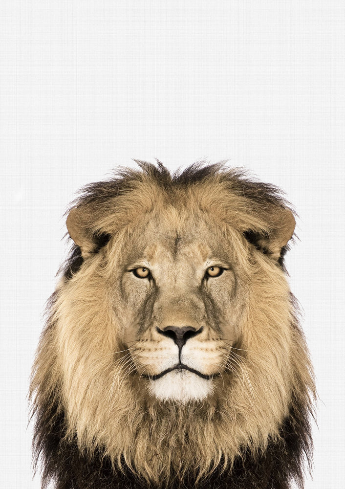 Lion Portrait Print