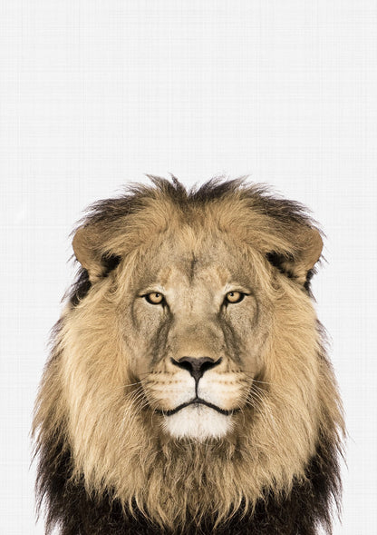 Lion Portrait Print