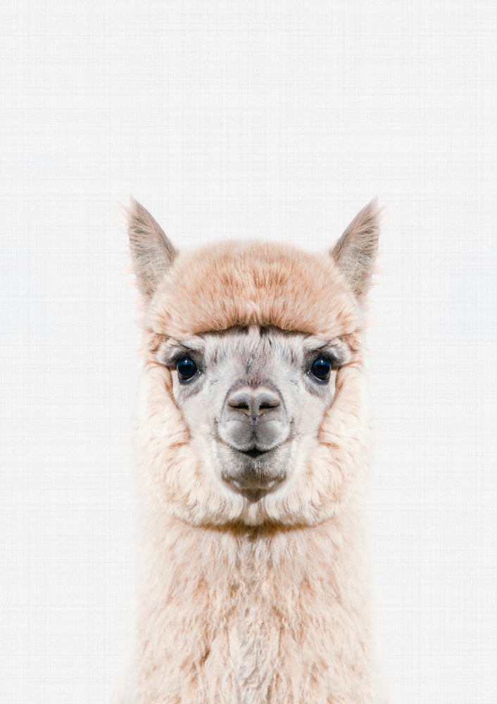 Llama Portrait Print