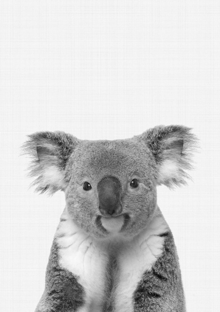 Koala Portrait B&W
