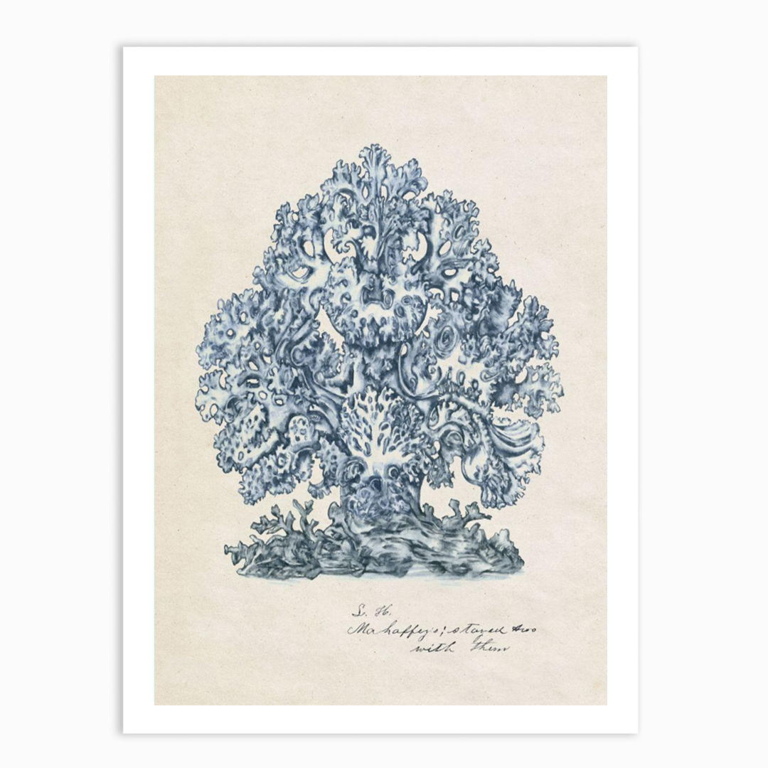Sea Coral Study II