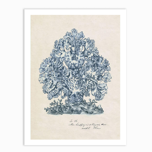 Sea Coral Study II